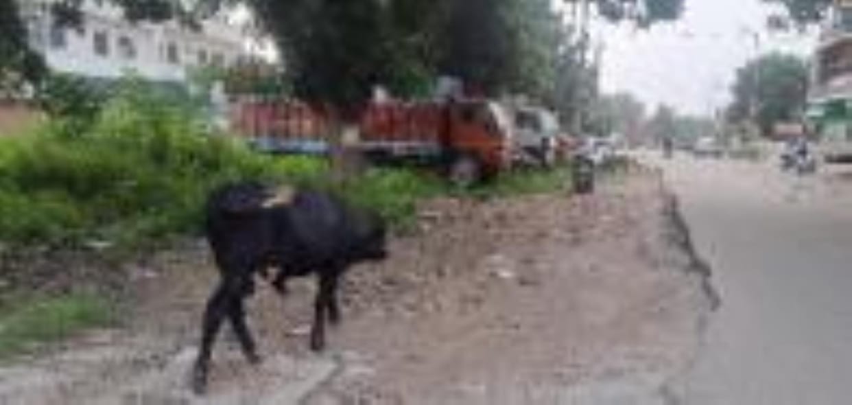 Dirt spread in Sector-4 Part 2, stray animals and dogs roaming around