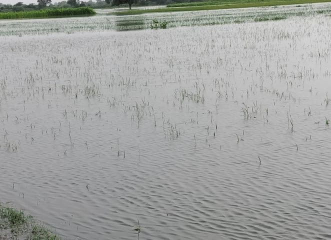 Rain water in 200 acres in Gandhara, crops in danger of getting destroyed
