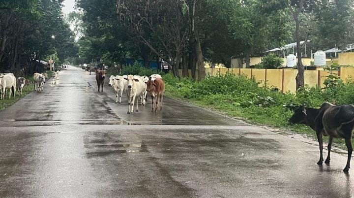 There is a possibility of accident due to stray animals on Chakia-Madhupur road