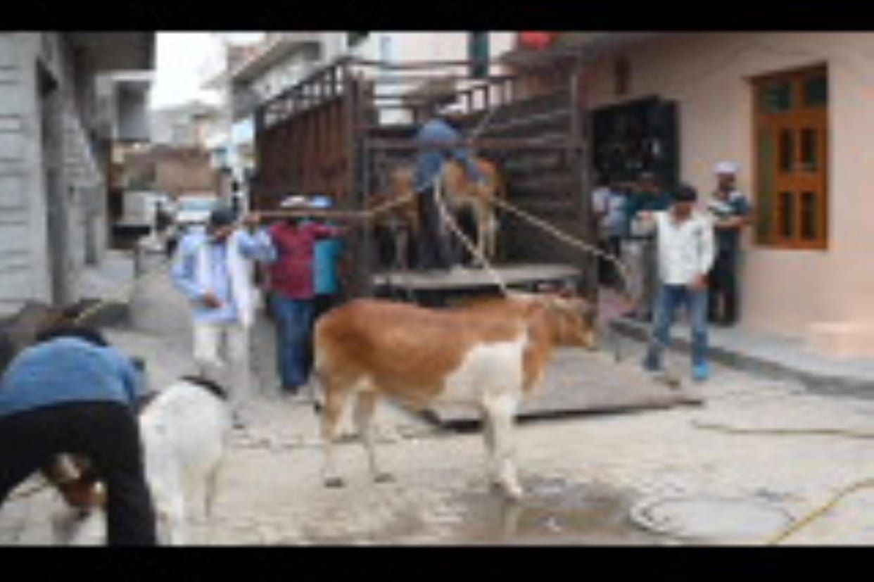 The municipal corporation team caught the animals by deceiving the cattle keepers