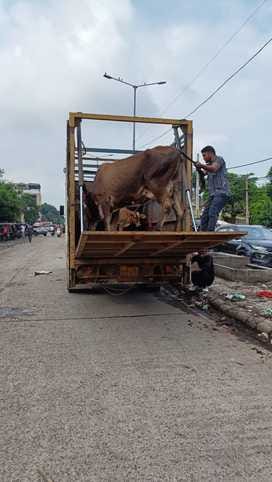 The city council started the work of sterilizing dogs and catching stray cattle