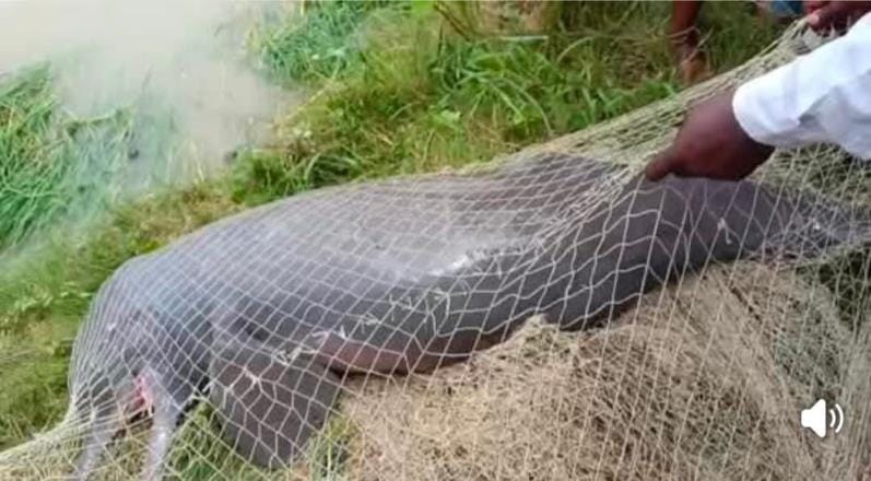 Dolphin seen in the canal aroused curiosity among villagers
