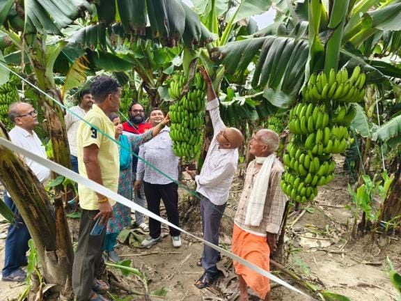 Tips given for modern way of cultivating banana