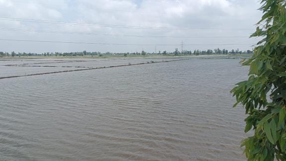 45 thousand acres of crops destroyed in Hansi-Bas