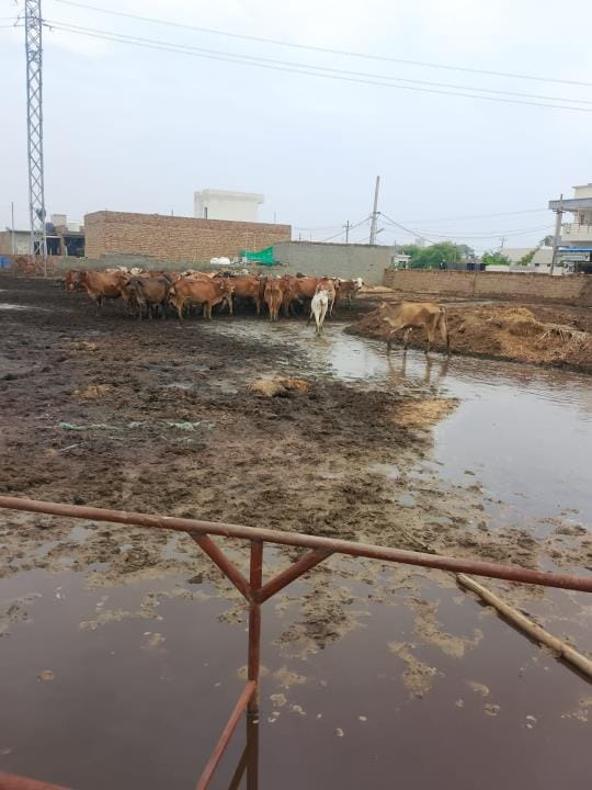 A shed was built to keep cows in Hans Colony.