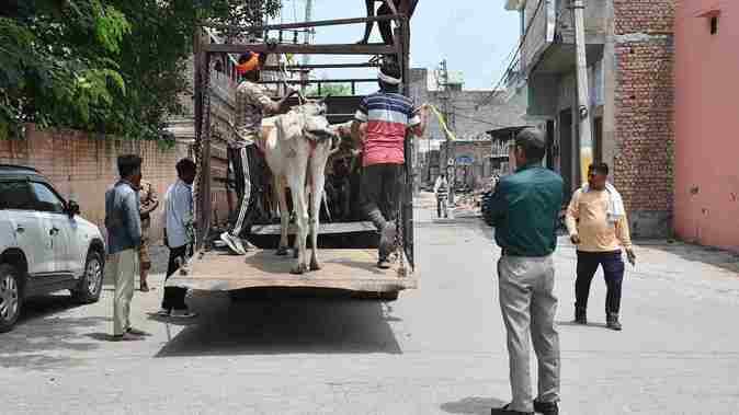 Cattle keepers obstructed the campaign at two places, complaint lodged against three people at New Sabzi Mandi Chowki