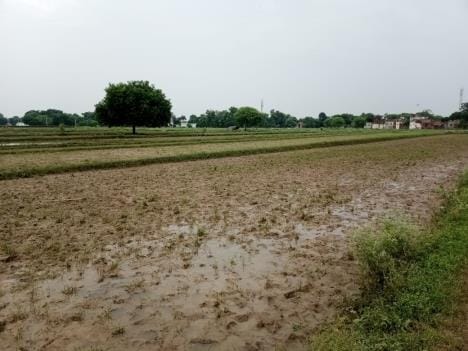 Flood: Foul smell due to rotting crops, water level decreasing at the rate of 5 cm per hour