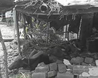 There is no house left to live in, no grain to eat, no fodder for animals