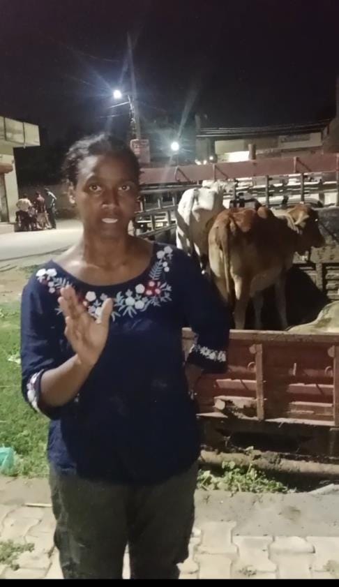 The female councillor herself went to the field at night and got the animals caught