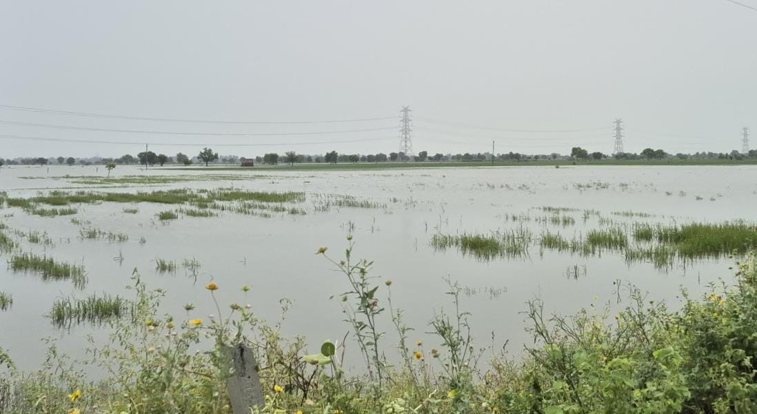 Strong sunlight and increased humidity during the day, currently favorable weather for crops