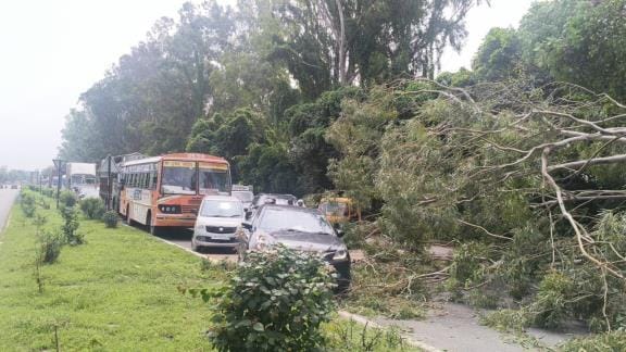 Eucalyptus tree fell on the highway, lasted two kilometers for an hour. jam of