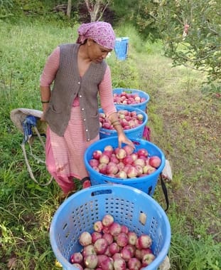 Gala apple sold at Rs 140 per kg in Bandrol Mandi