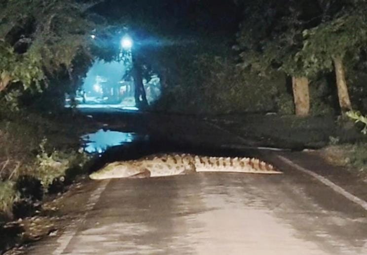 A giant crocodile came out of the pond and reached the road
