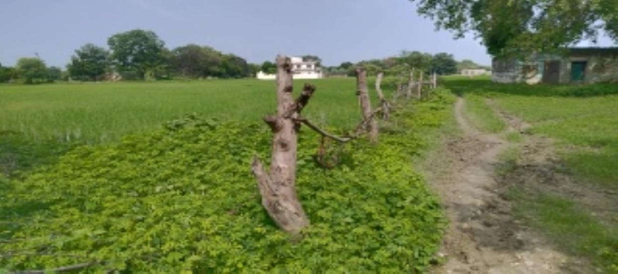 Encroachment on sugar mill land, farming done