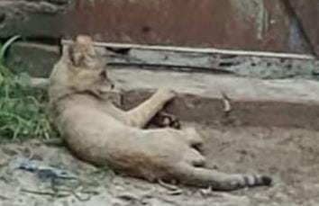 Breathing got stuck for four and a half hours due to fear of jackal and cheetah