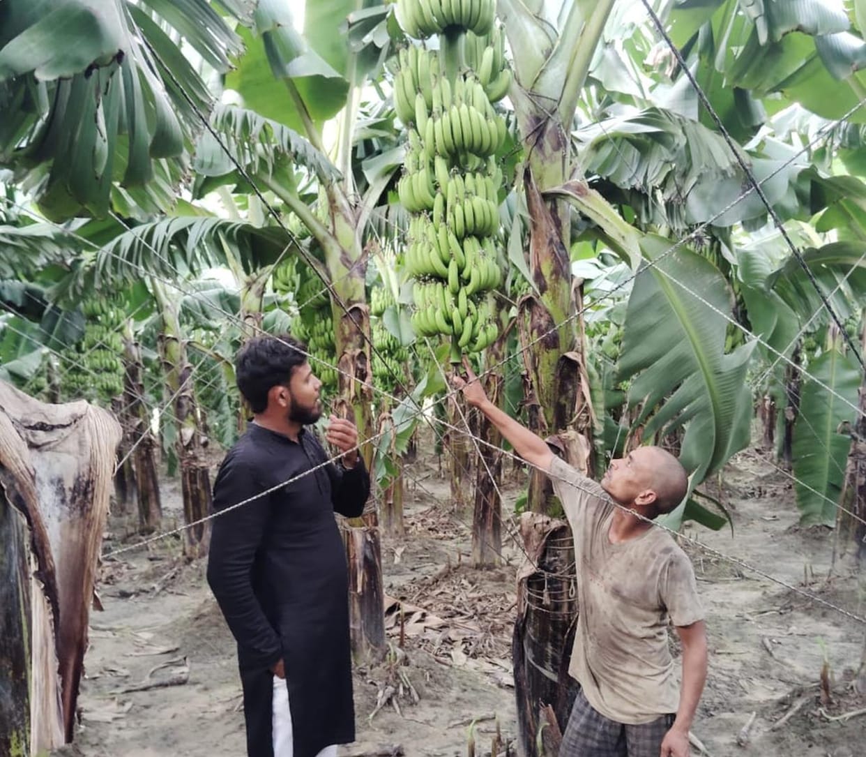 Arman changed his fate by growing bananas