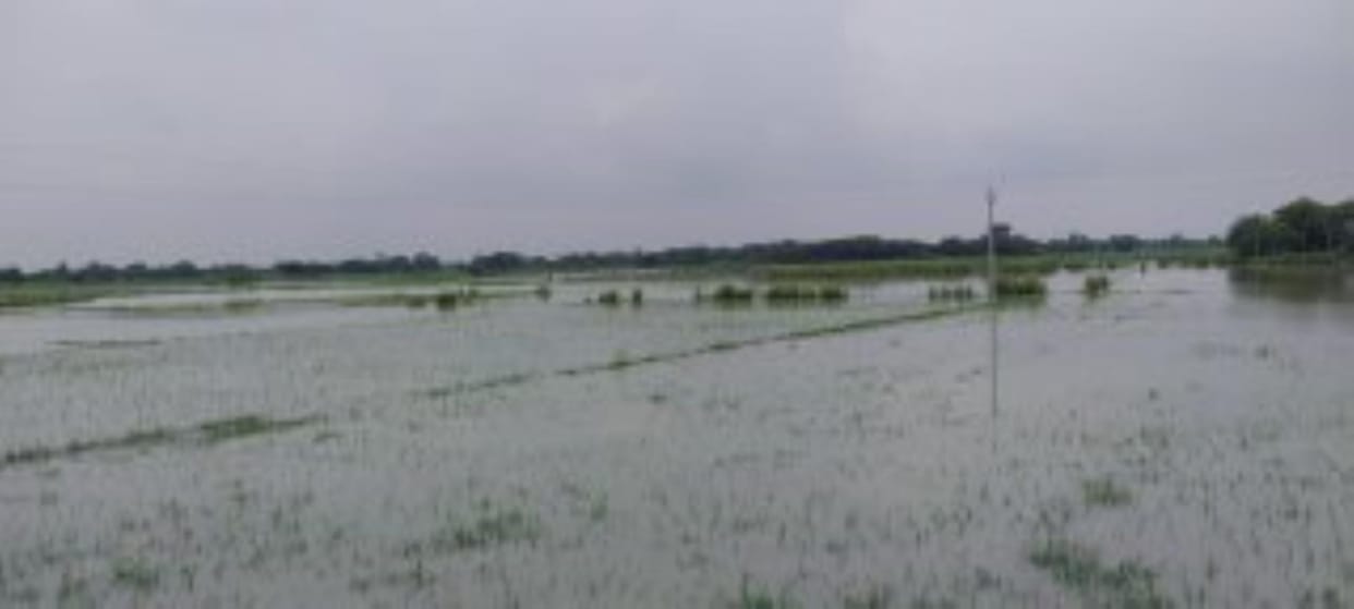 paddy crop submerged in the field