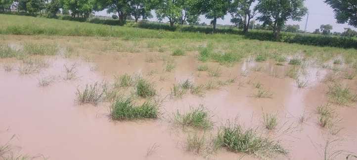 The dreams of the farmers drowned along with their crops in the flooded fields