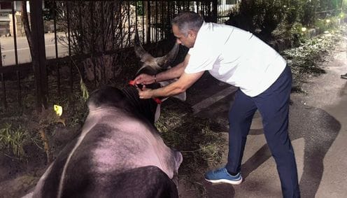 Stray animals will get protection