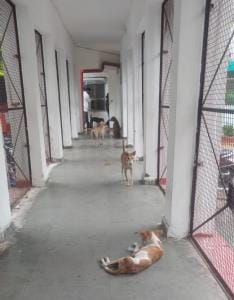 Stray dogs roaming in KGMU, risk of infection
