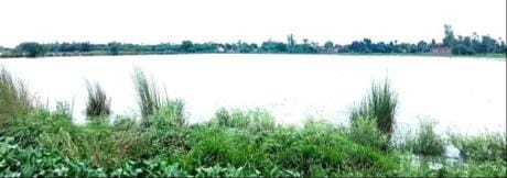 Crops submerged due to lack of cleaning of canals