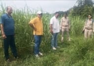 Elephants trampled paddy and sugarcane crops