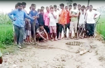 Crocodile reached a field near Morena village... Villagers caught and tied it