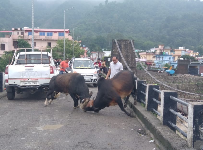 Trouble due to terror of bulls, people are getting injured