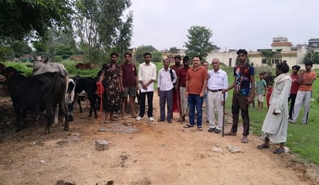 14 cattle were caught in Vyaspur and left in the cowshed