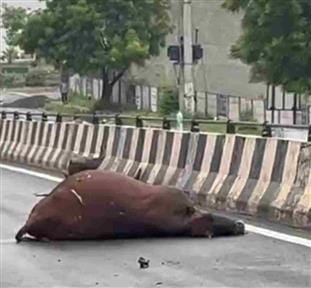 2 cows died due to car collision on Dabda Chowk bridge, driver fled