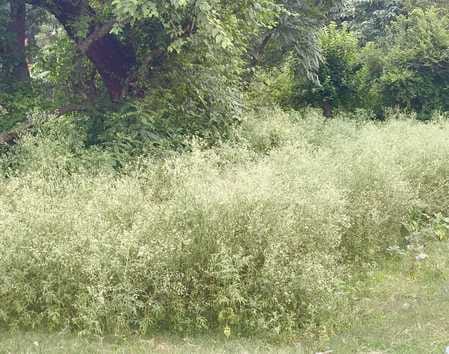 Two thousand hectares of land affected by Parthenius grass