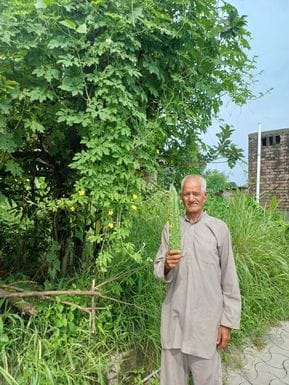 55 cm long bitter gourd became the pride of village Muchhali