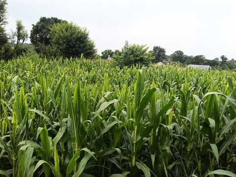 Medicine has no effect on fall armyworm, farmers worried