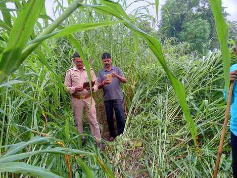 Tiger kills bull in Mathana seizure