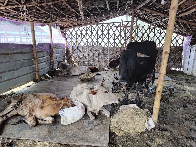 Chaos: Fodder ran out in the big cow conservation center, caretakers were scolded