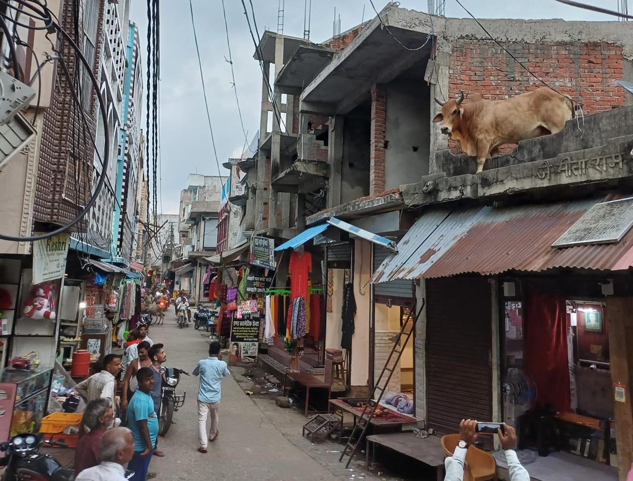 Bull climbed on the roof of a jeweler's shop