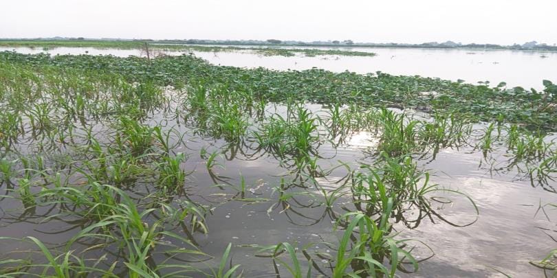 Yamuna water level started rising again due to heavy rain, crops got submerged