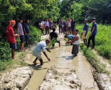 Villagers planted paddy on the dilapidated road