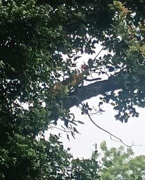 Leopard terror in Bhakta and half a dozen villages