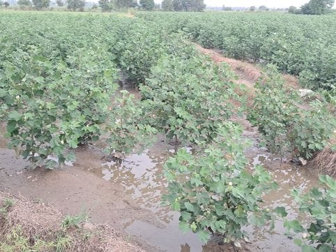 Rainfall poses a threat to cotton: Area reduced to just 1600 acres, waterlogging in fields raises concern