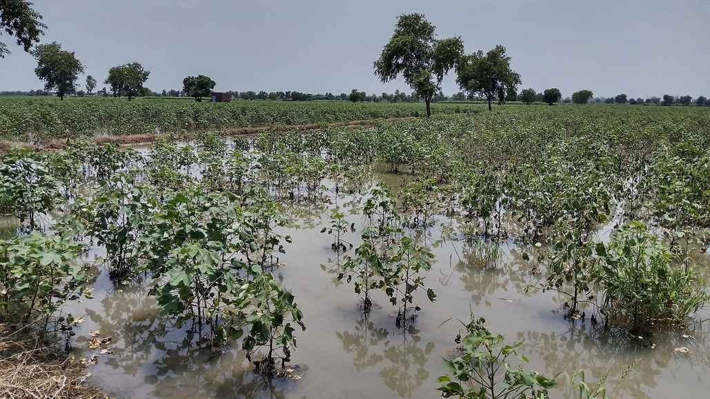 Damage estimated in 5500 acres of agriculture