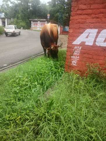 Farmers are troubled by the devastation caused by stray animals in Didvin village