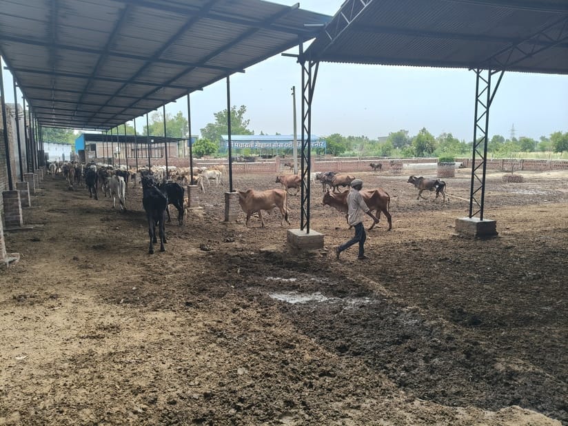 Fodder wasted due to waterlogging in Kalanaur Gaushala, cattle sick