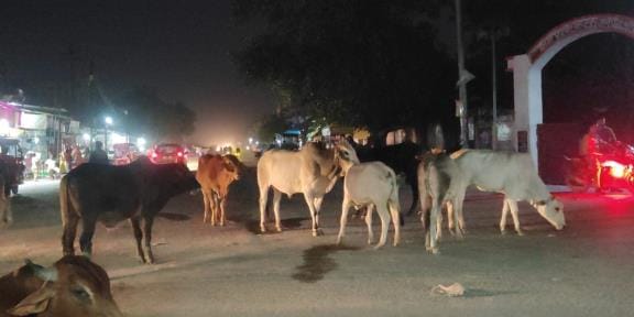 Bulls fighting on the road entered a shop, causing a stampede