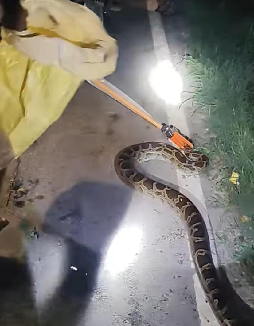 Villagers are terrified due to python appearing in two places