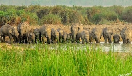 Out of the 295 elephants present in the country, 180 liked Dudhwa