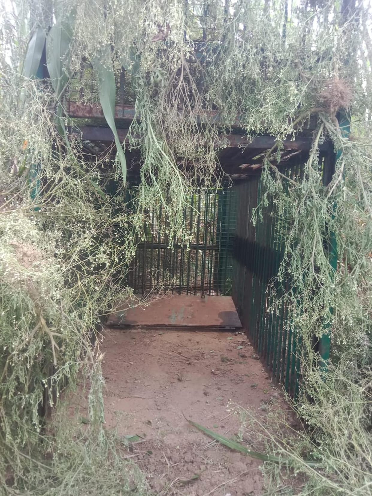 After the attack on the woman, a cage was installed in the crow village