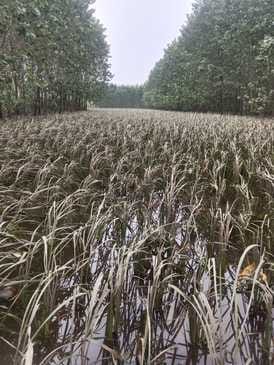 Hundreds of acres of crops were destroyed by the water of Hindon