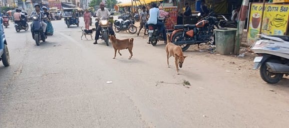 Dogs bit 17 thousand people in six months