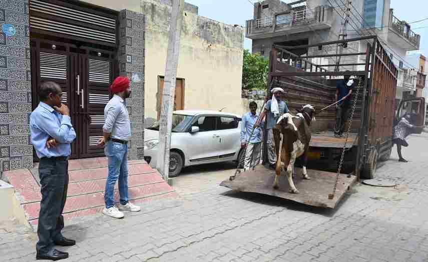 Cattle keepers tried to obstruct the campaign near Sector 1-4